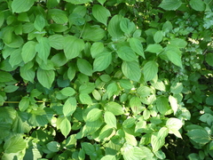 Angiospermae