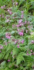 Silene dioica