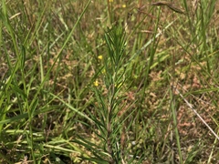 Asclepias verticillata
