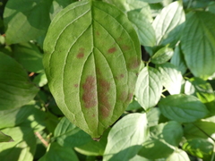 Angiospermae