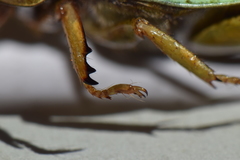 Macropoidelimus mniszechi