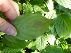 Angiospermae