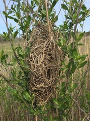 Cistothorus palustris