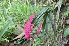 Rodriguezia lanceolata