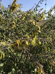 Crotalaria agatiflora