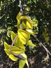 Crotalaria agatiflora