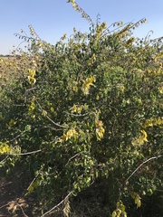 Crotalaria agatiflora
