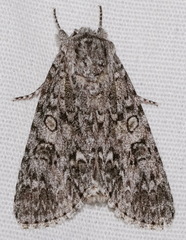 Acronicta impleta