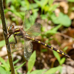 Cordulegaster bilineata