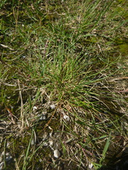 Festuca rubra juncea
