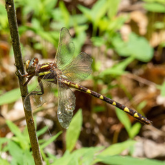 Cordulegaster bilineata