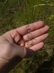 Festuca rubra juncea