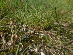 Festuca rubra juncea