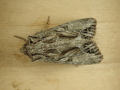Apamea spaldingi