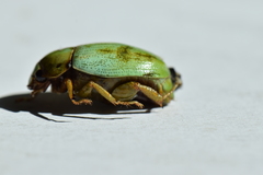 Macropoidelimus mniszechi