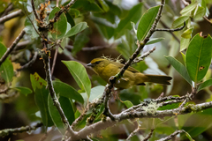 Sphenopsis frontalis