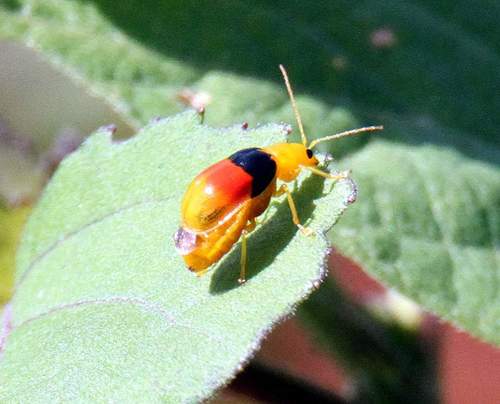 Diacantha duplicata