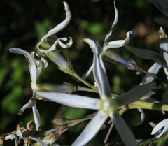Amsonia illustris