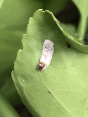 Pulvinaria floccifera