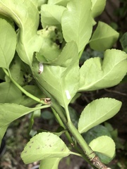 Pulvinaria floccifera