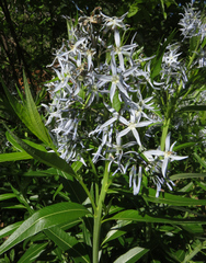 Amsonia illustris