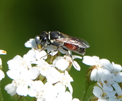 Hylaeus variegatus