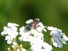Hylaeus variegatus