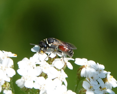 Hylaeus variegatus