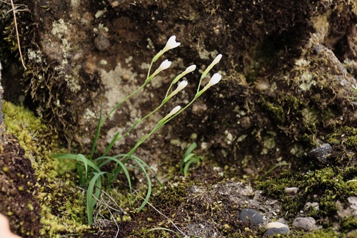 Helskloof Satin (Geissorhiza esterhuyseniae)