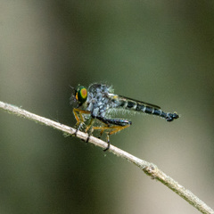 Neoitamus flavofemoratus