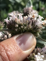 Eriodictyon traskiae smithii