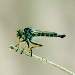 Neoitamus flavofemoratus