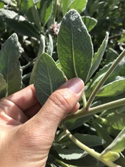 Eriodictyon traskiae smithii