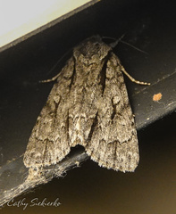 Acronicta spinigera