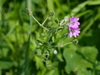 Smooth Dove's-foot Crane's-Bill - Photo (c) Wolfgang Jauch, some rights reserved (CC BY), uploaded by Wolfgang Jauch