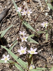 Claytonia lanceolata