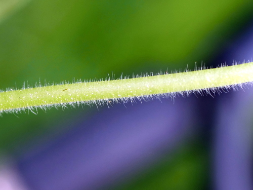 Image of Geranium aequale by (c) Wolfgang Jauch, some rights reserved (CC BY)
