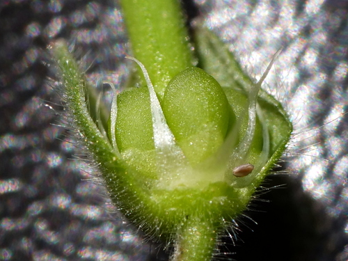 Image of Geranium aequale by (c) Wolfgang Jauch, some rights reserved (CC BY)