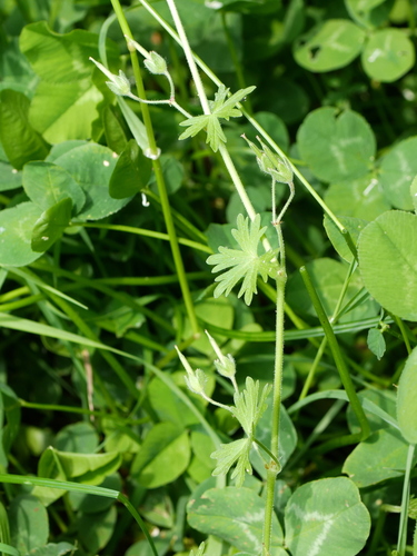 Image of Geranium aequale by (c) Wolfgang Jauch, some rights reserved (CC BY)