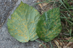 Phragmidium violaceum