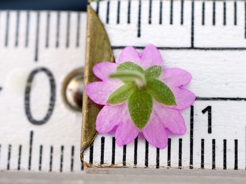 Image of Geranium aequale by (c) Wolfgang Jauch, some rights reserved (CC BY)