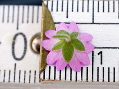 Geranium aequale
