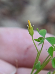 Oxalis florida