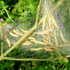 Yponomeuta evonymella