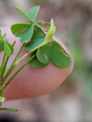 Oxalis florida
