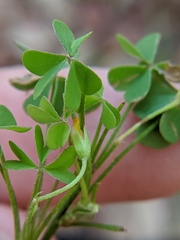 Oxalis florida