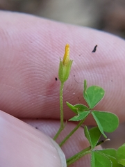 Oxalis florida