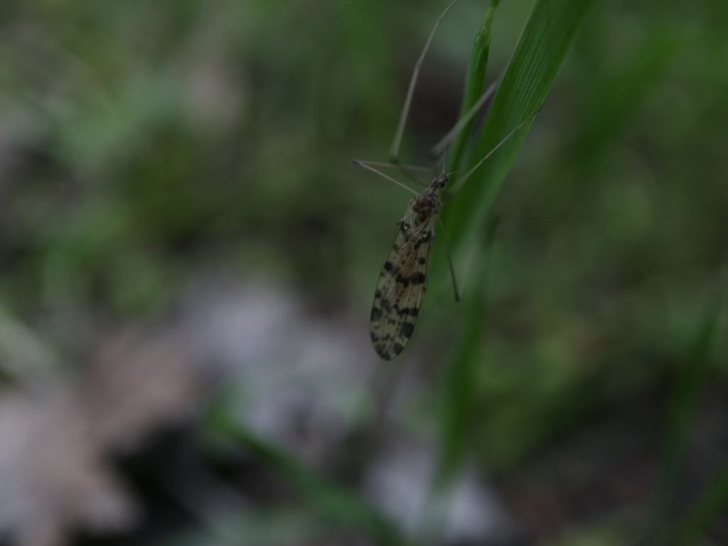 Idioptera maculata