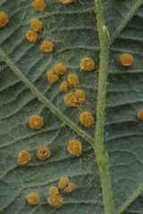 Phragmidium violaceum