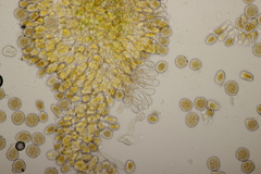 Phragmidium violaceum